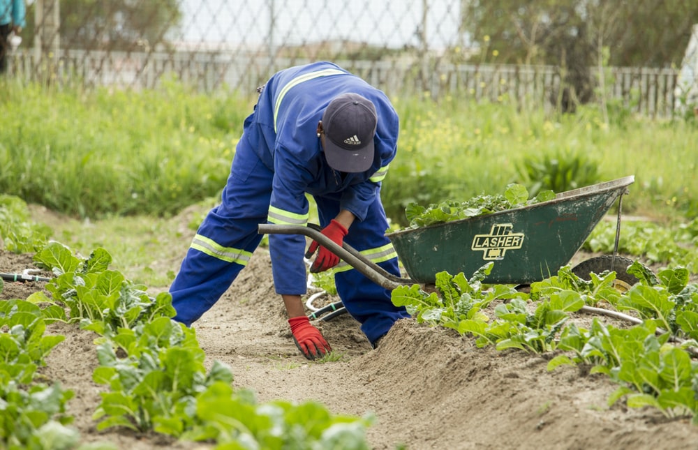 GARDENER